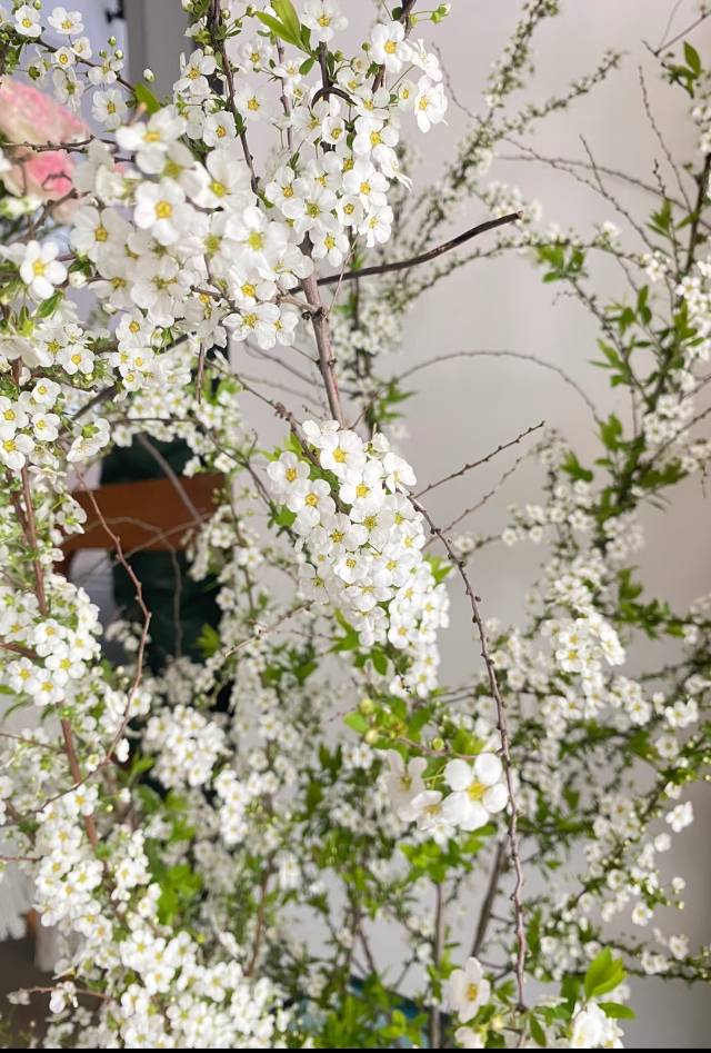 雪柳摆家里不吉利